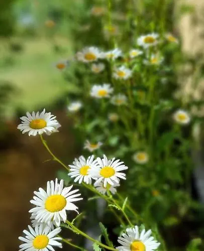 Domaine De La Queyrie *