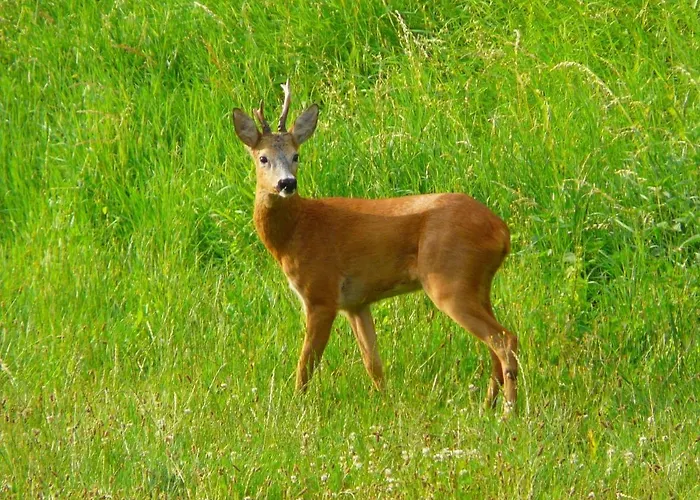 Domaine De La Queyrie *